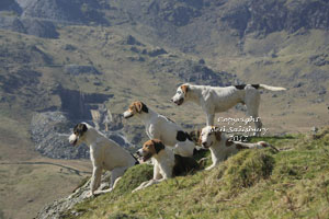 Fell Foxhounds in the English Lake District by Betty Fold Gallery